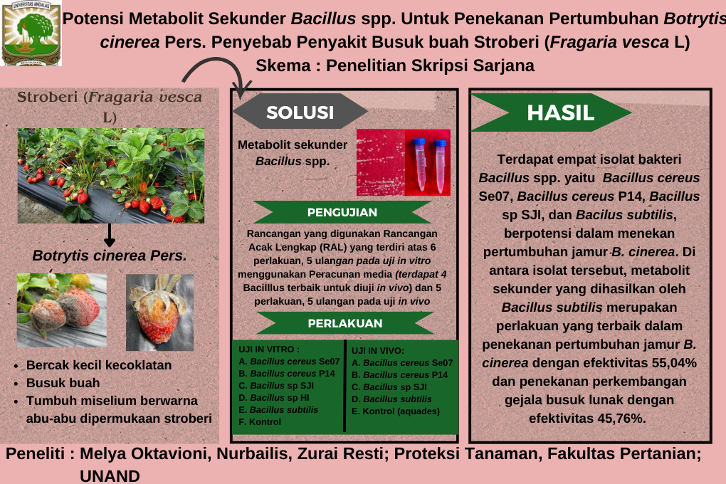 Potensi Metabolit Sekunder Bacillus spp. Untuk Penekanan Pertumbuhan Botrytis cinerea Penyebab Penyakit Busuk buah Stroberi (Fragaria vesca L)